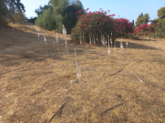 חצב מצוי - צילום של Iddo_3270859 - למטייל בישראל (טיולי) 9