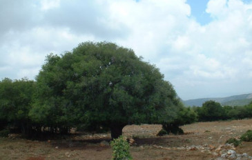 האלון-הגדול - חורש הר אבירים טיול חוויתי למשפחות (2)