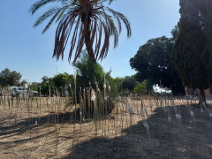 חצב מצוי - צילום של אוהבת הארץ - למטייל בישראל (טיולי) 2