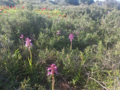 סחלב פרפרני - צילום של Iddo_3270859 - למטייל בישראל (טיולי) 2