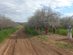 שקד מצוי - צילום של Iddo_3270859 - למטייל בישראל (טיולי)