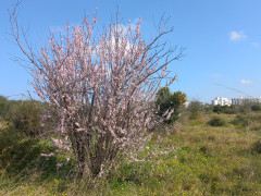 שקד מצוי - צילום של Iddo_3270859 - למטייל בישראל (טיולי) 11