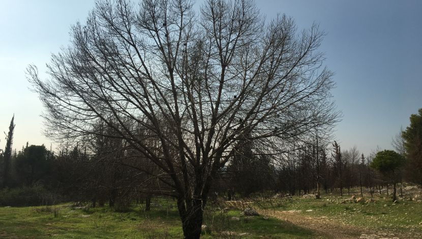 פארק יער שוהם (1)