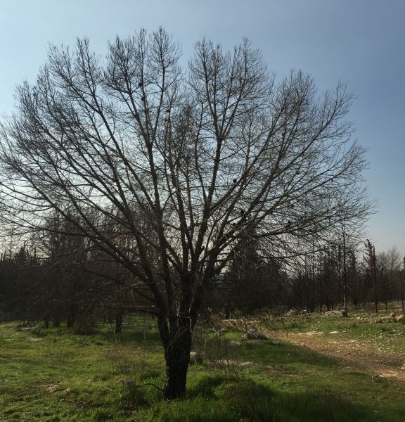 תמונה של פארק יער שוהם - למטייל בישראל (טיולי)