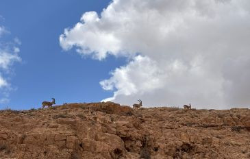 נחל ממשית: מסלול מעגלי (3)