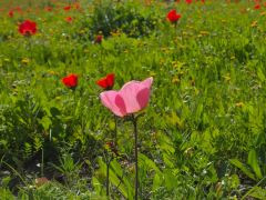 אירוס ארץ-ישראלי - צילום של נוגה_3924854 - למטייל בישראל (טיולי) 3