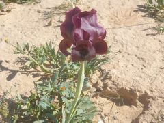 אירוס ירוחם - צילום של מטייל_4202964 - למטייל בישראל (טיולי)