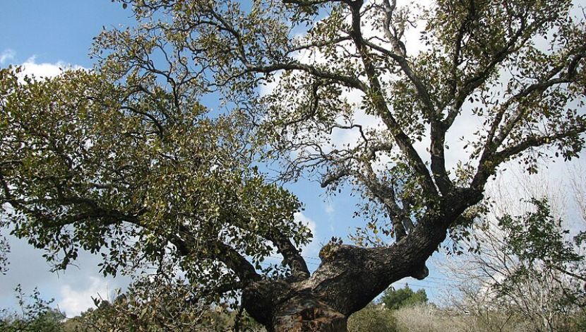 אלון התבור הותיק - שביל אילן בקרית טבעון: מסביב לעץ האלון (1)