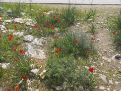 צבעוני ההרים - צילום של Iddo_3270859 - למטייל בישראל (טיולי) 4