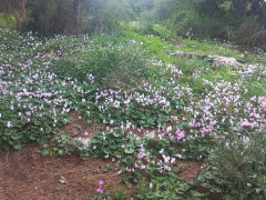 רקפת מצויה - צילום של Iddo_3270859 - למטייל בישראל (טיולי) 3