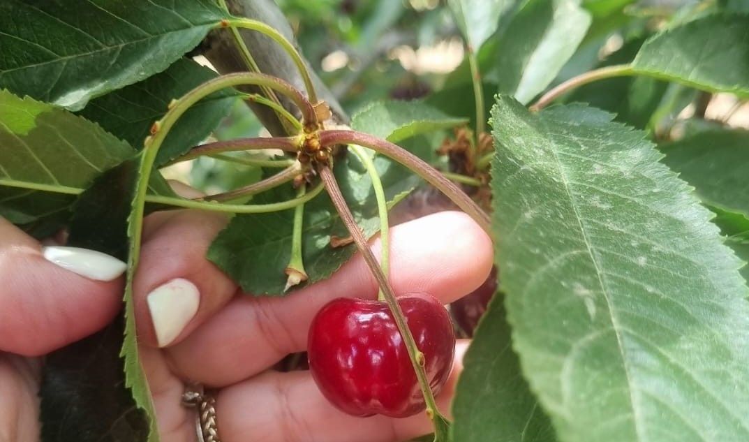 קטיף דובדבים במשק מלול. צילום: לירון בונאנו שטרן