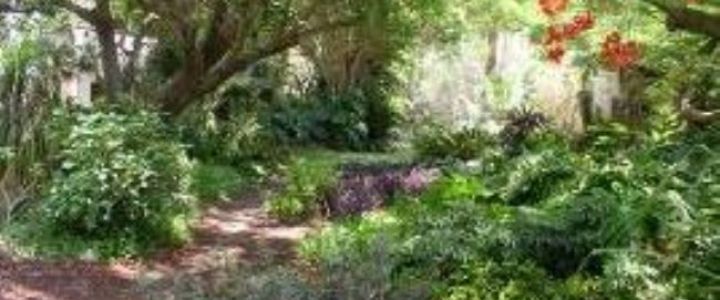 הגן הבוטאני בקיבוץ עין גדי - הגן הבוטני בקיבוץ עין גדי (1)