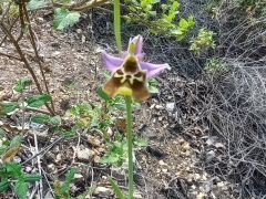 דבורנית גדולה - צילום של Iddo_3270859 - למטייל בישראל (טיולי) 7