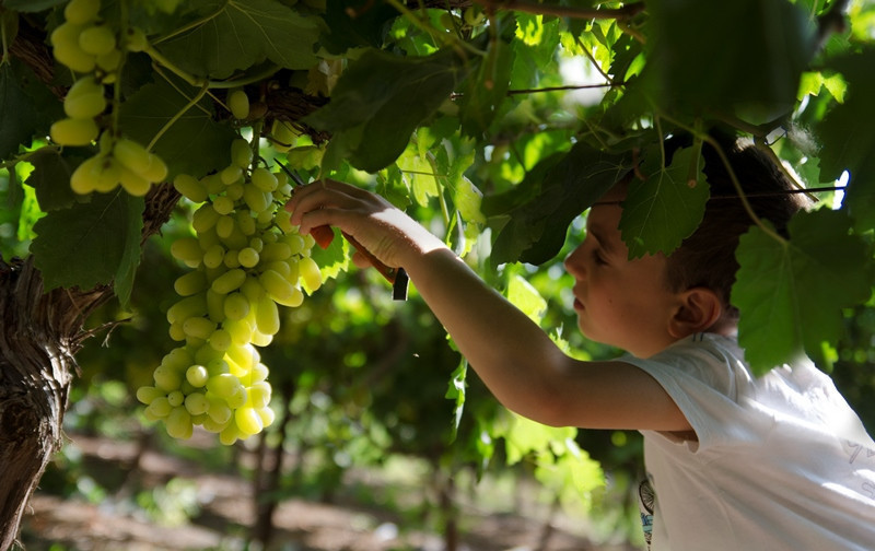 קטיף ענבים | צילום: באדיבות הכרם בלכיש