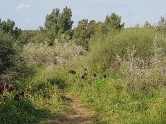 אירוס הארגמן - צילום של מרבילה - למטייל בישראל (טיולי) 4
