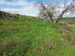 כלנית מצויה - צילום של Iddo_3270859 - למטייל בישראל (טיולי) 2