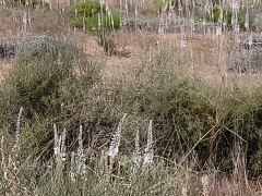 חצב מצוי - צילום של מ.פ 1967 - למטייל בישראל (טיולי) 4