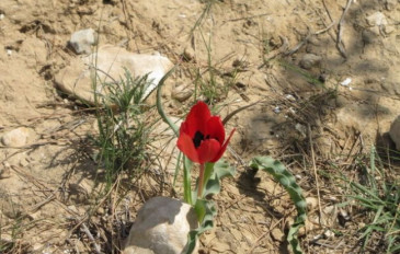צבעוני המדבר (3)