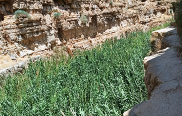 * טיול מים בנחל פרת-ואדי קלט שמעיינותיו שופעים כל השנה (3)