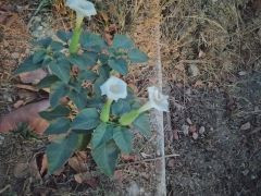 דטורה זקופת-פרי - צילום של צבי גוט_4125802 - למטייל בישראל (טיולי)