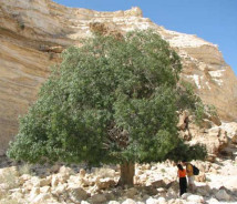 תמונת של אלה אטלנטית