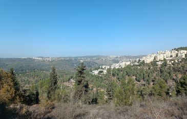 שכונת הר נוף - יער ירושלים: שביל הארז (2)