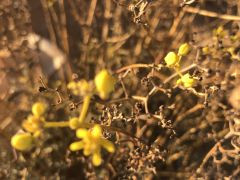 פיגמית מצויה - צילום של אלחי47 - למטייל בישראל (טיולי)