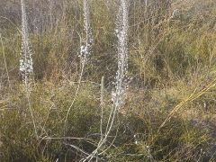 חצב מצוי - צילום של Iddo_3270859 - למטייל בישראל (טיולי)