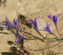 תמונת של כחלית ההרים