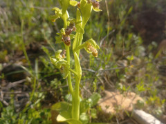 דבורנית דינסמור - צילום של Iddo_3270859 - למטייל בישראל (טיולי)