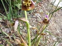 דבורנית גדולה - צילום של Iddo_3270859 - למטייל בישראל (טיולי) 6