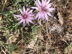 הרדופנין הציצית - צילום של אלחי47 - למטייל בישראל (טיולי)