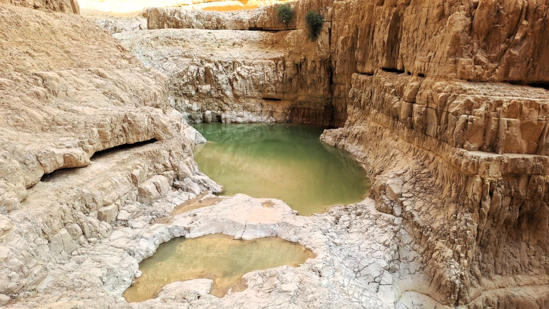 גב רחף | צילום: שי חגג