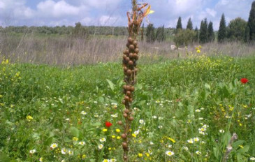 עיריוני צהוב צולם ליד אלייקים - עיריוני צהוב (2)