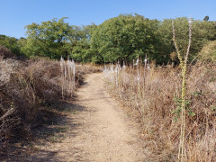חצב מצוי - צילום של אוהבת הארץ - למטייל בישראל (טיולי) 6