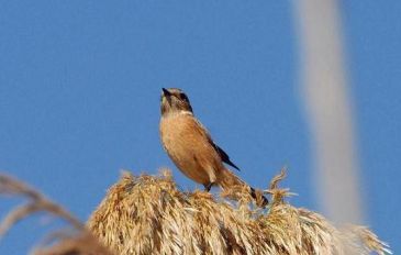 דוחל מזרחי-שמורת נחל תנינים - דוחל מזרחי (3)