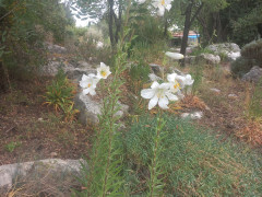 שושן צחור - צילום של Iddo_3270859 - למטייל בישראל (טיולי) 5