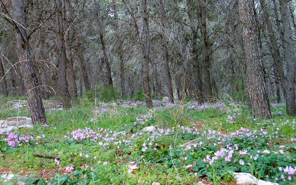 תמונה מתוך תוכן באתר למטייל בישראל (טיולי)