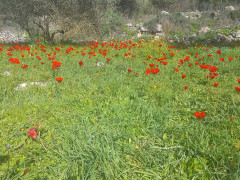 כלנית מצויה - צילום של Iddo_3270859 - למטייל בישראל (טיולי) 7