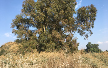 חורבת מלח (3)