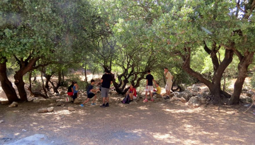 יער ברעם | צילום: יוחאי כורם