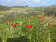 כלנית מצויה - צילום של Iddo_3270859 - למטייל בישראל (טיולי) 3