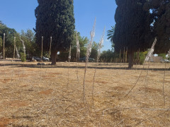 חצב מצוי - צילום של אוהבת הארץ - למטייל בישראל (טיולי) 3