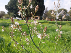 עירית גדולה - צילום של אוהבת הארץ - למטייל בישראל (טיולי)