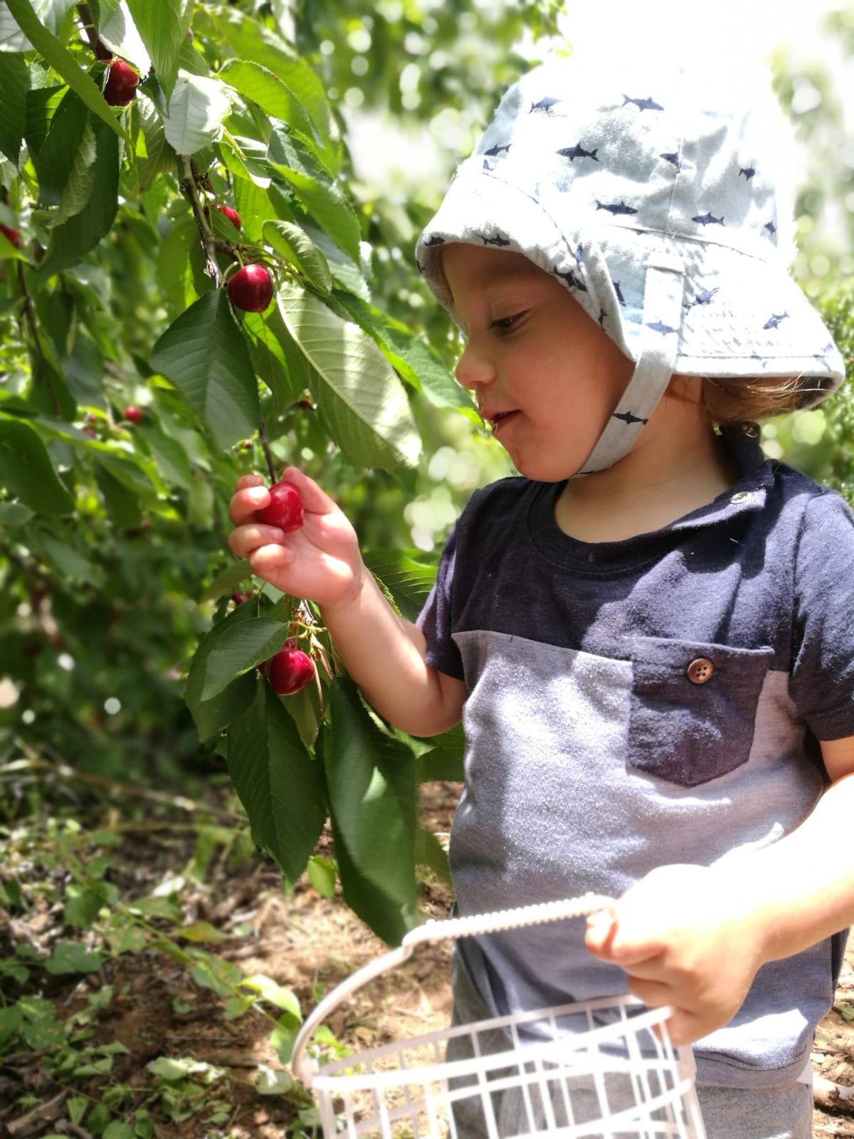 קטיף אל-רום