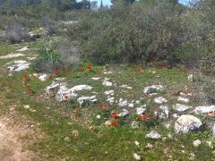 כלנית מצויה - צילום של Iddo_3270859 - למטייל בישראל (טיולי)