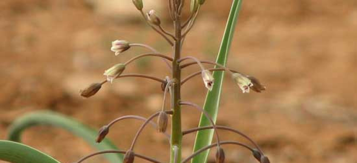 זמזומית מפושקת (1)