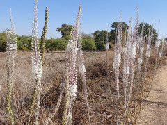 חצב מצוי - צילום של אוהבת הארץ - למטייל בישראל (טיולי) 7