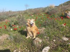 כלנית מצויה - צילום של Iddo_3270859 - למטייל בישראל (טיולי) 8