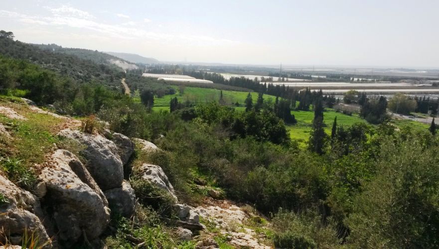 עמק מהרל הפורח | צילום: מיכל דובינסקי